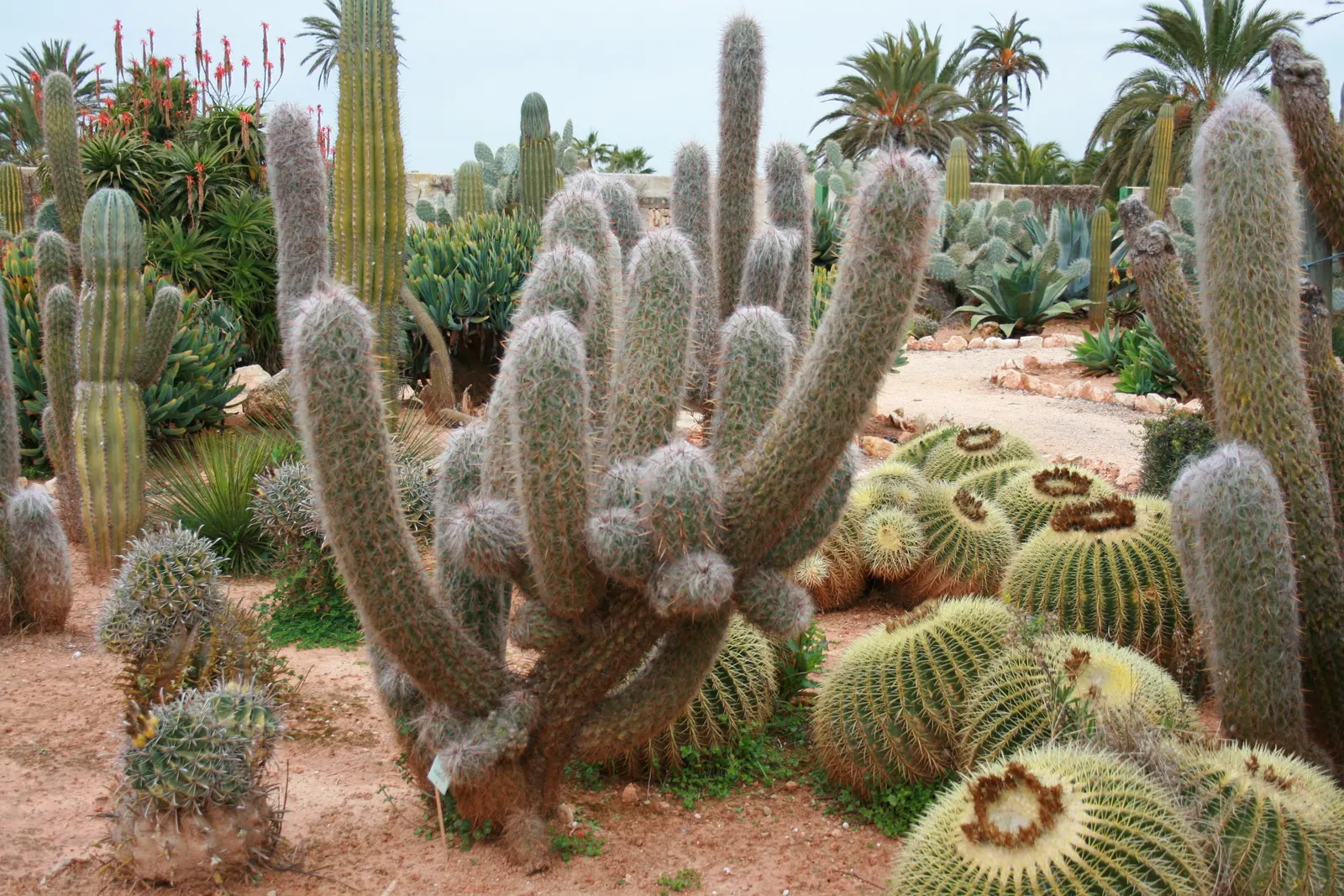 Old Man Of The Andes (Oreocereus Celsianus) — Hardy in USDA zones 8-10, it prefers full sun and well-draining soil
