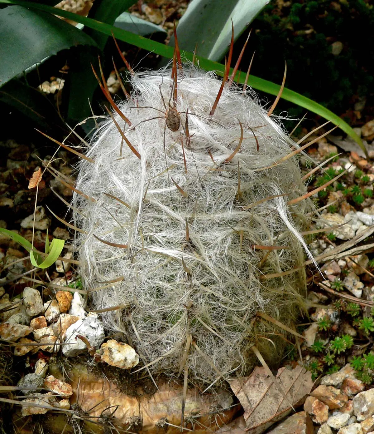 Old Man Of The Andes (Oreocereus Celsianus) — It features dense, white hair-like spines, providing a frosty appearance
