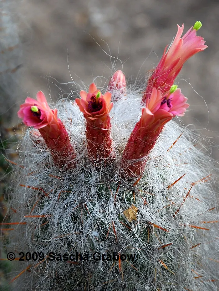 Old Man Of The Andes (Oreocereus Celsianus) — Hardy in USDA zones 8-10, it prefers full sun and well-draining soil; cactus with purple and red blooms