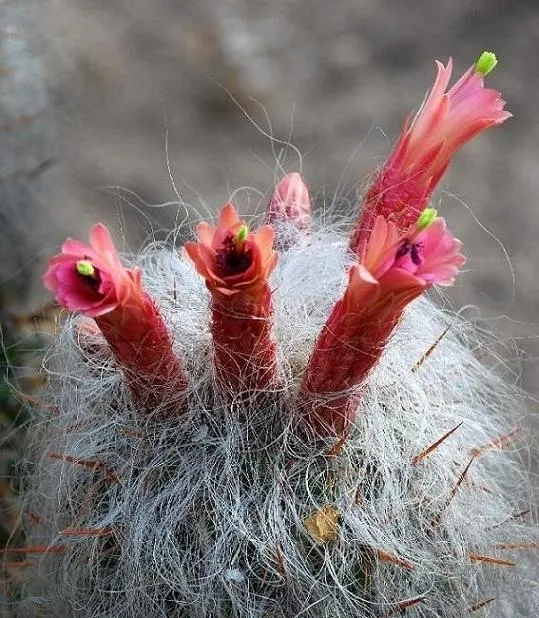 Old Man Of The Andes (Oreocereus Celsianus) — spacing is important to consider