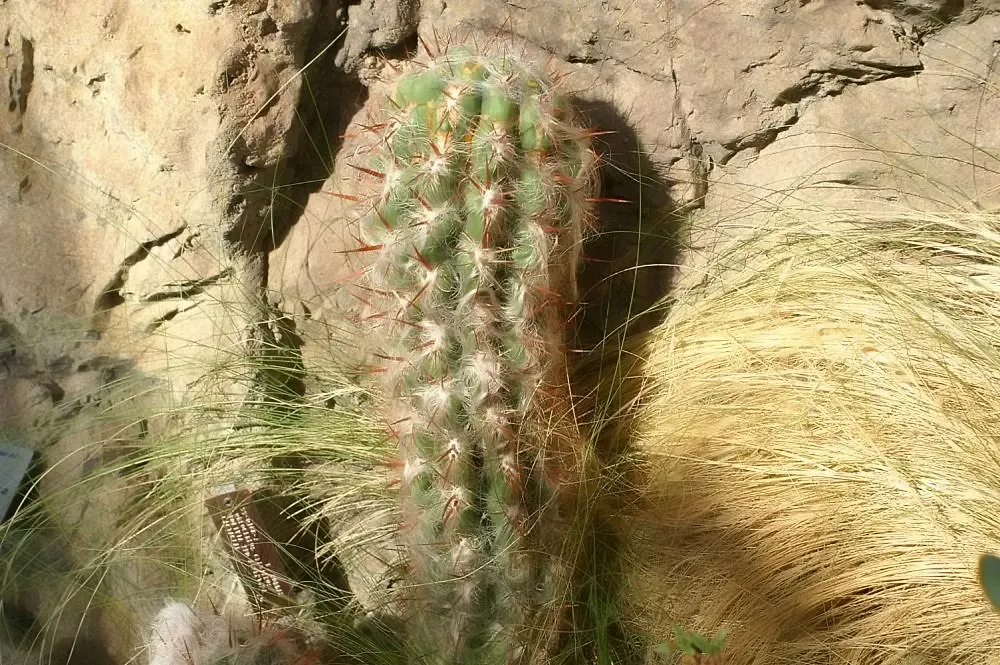 Old Man Of The Andes (Oreocereus Celsianus) — is a columnar cactus native to the high Andes of Bolivia