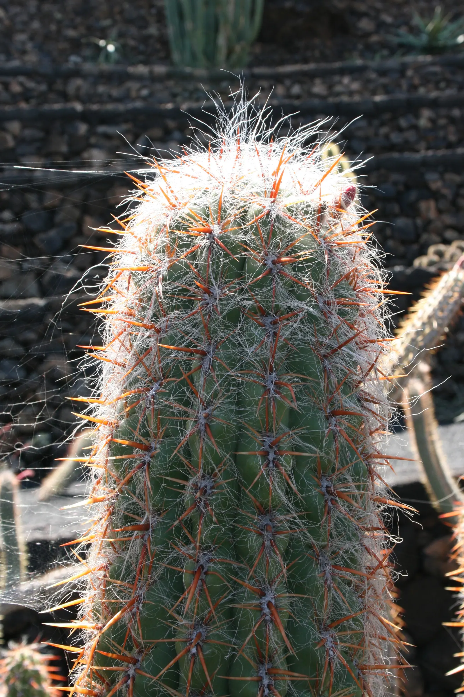 Old Man Of The Andes (Oreocereus Celsianus) — As a striking specimen for arid landscapes; oreocereus celsianus, known as Old Man of the Andes, is a