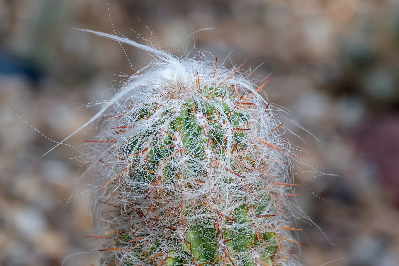 Old Man Of The Andes (Oreocereus Celsianus) — Drought-tolerant, it requires minimal watering, making it ideal for xeriscaping or arid-themed gardens, image 31