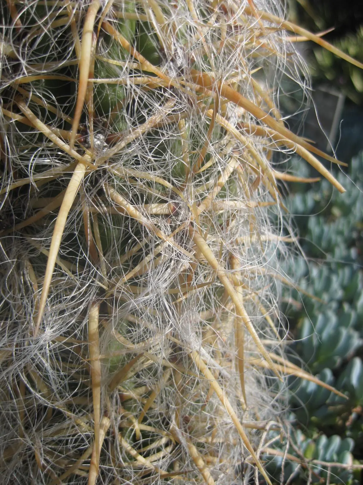 Old Man Of The Andes (Oreocereus Celsianus) — low-maintenance choice for creating a focal point in a drought-tolerant garden design