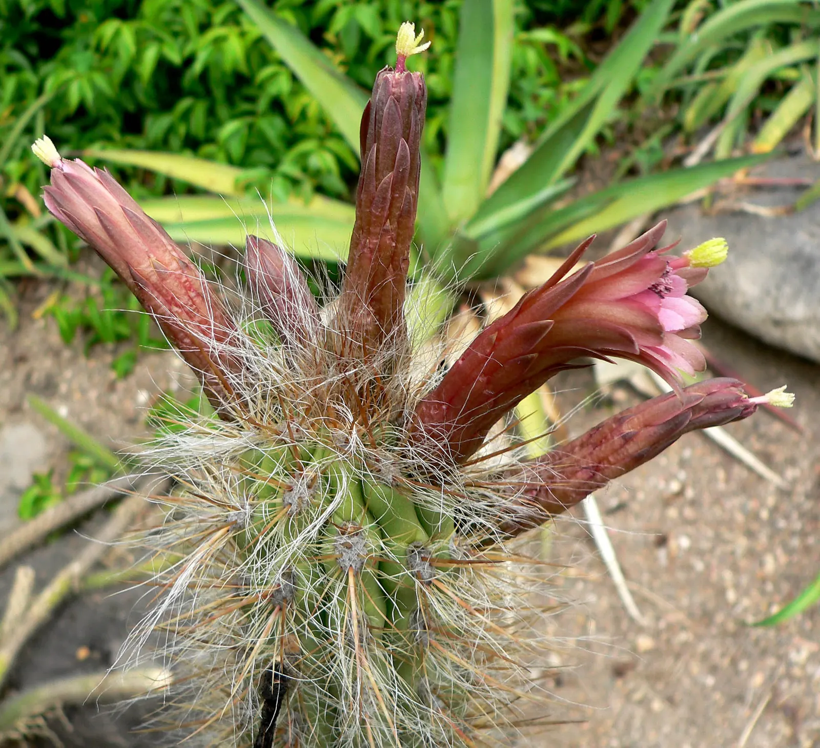 Old Man Of The Andes (Oreocereus Celsianus) — Drought-tolerant, it requires minimal watering, making it ideal for xeriscaping or arid-themed gardens