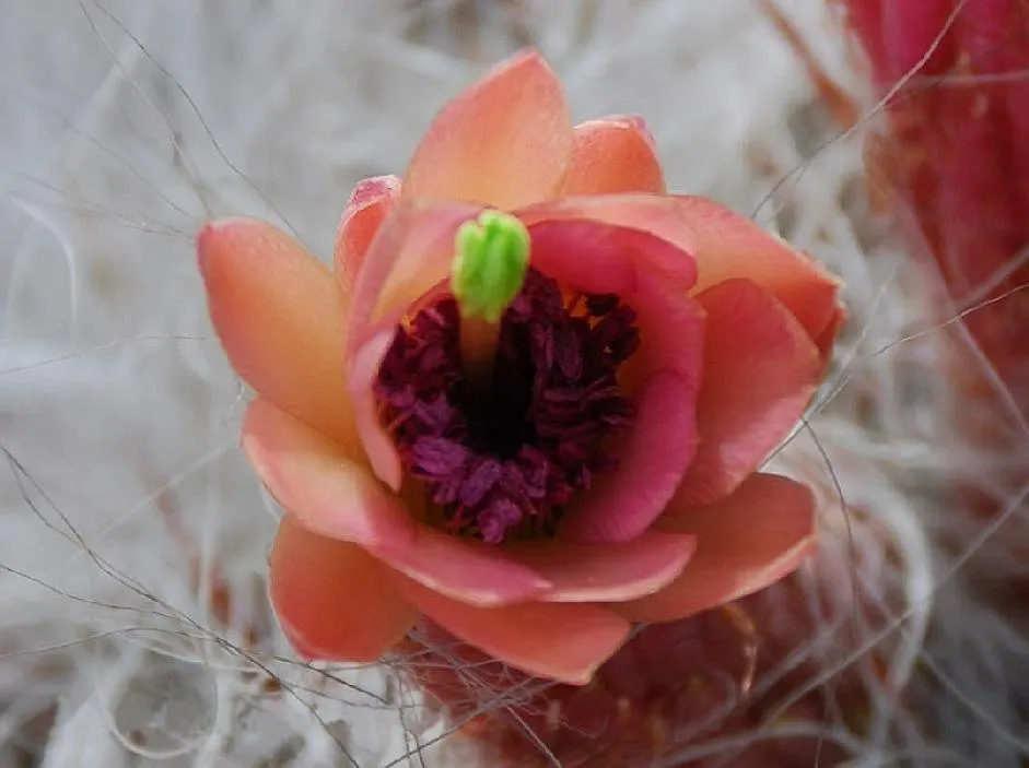 Old Man Of The Andes (Oreocereus Celsianus) — scientifically known as Oreocereus celsianus; giving the plant a frosty