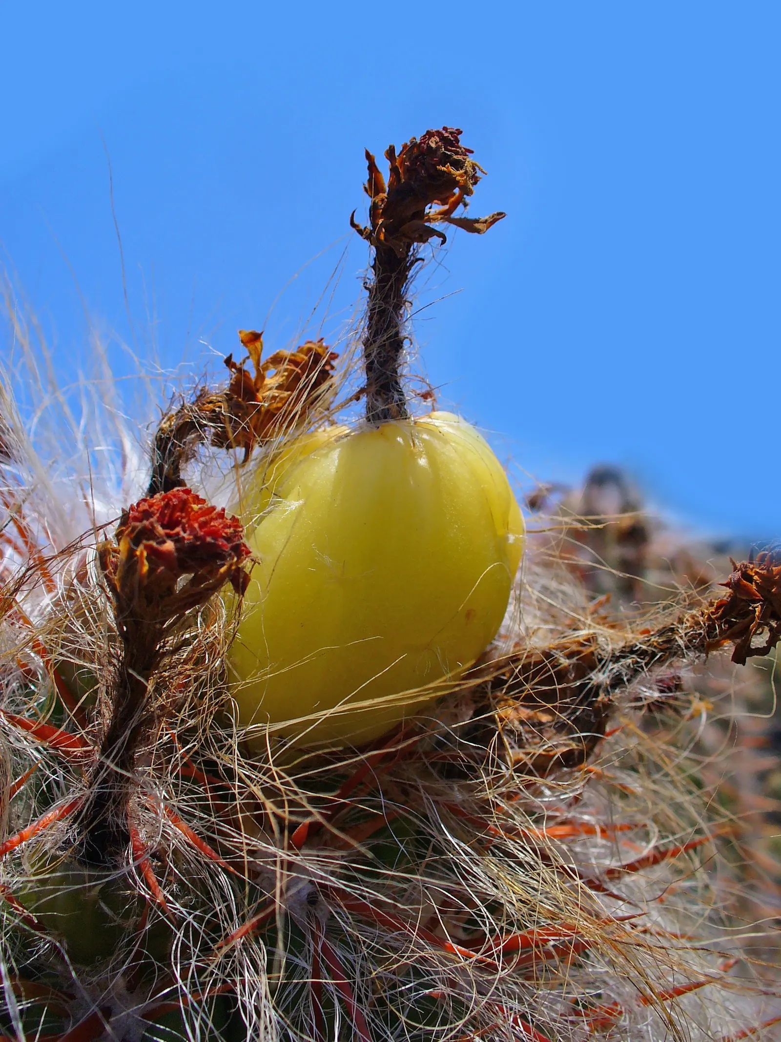 Old Man Of The Andes (Oreocereus Celsianus) — These vertical ribs are adorned with areoles from which emerge dense; mature specimens can reach up to 10 feet