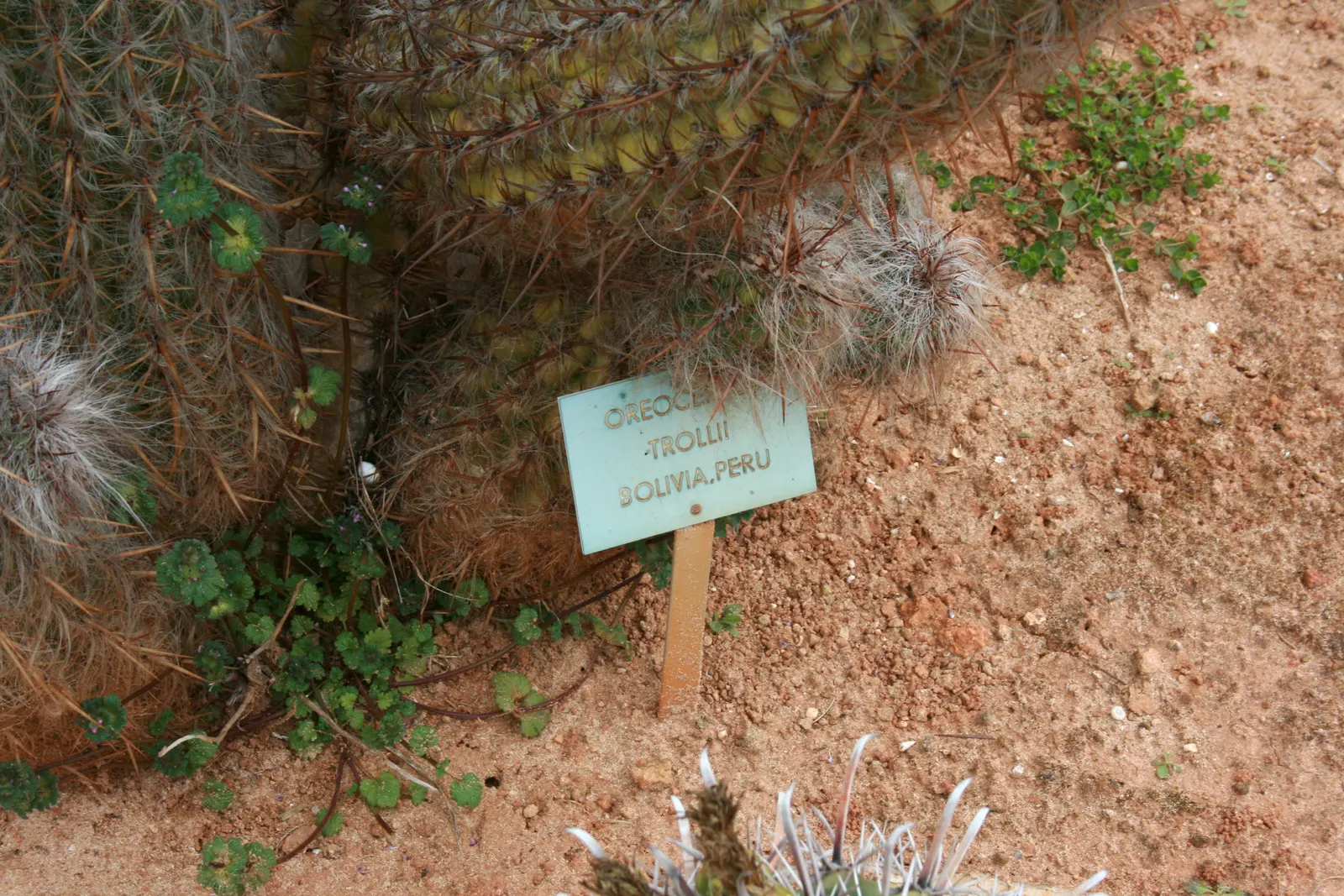 Old Man Of The Andes (Oreocereus Celsianus) — cactus with purple and red blooms; the Old Man of the Andes is hardy down to approximately 20 degrees Fahrenheit