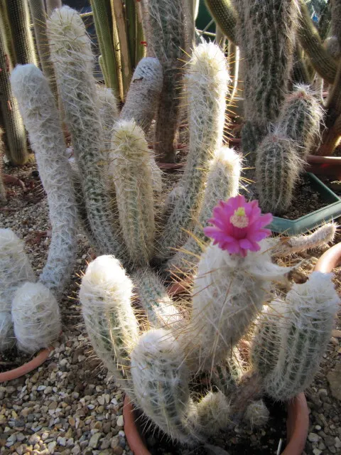 Old Man Of The Andes (Oreocereus Celsianus) — preferring a well-draining soil mix akin to its native mountainous terrains; purple and red flowers in the garden