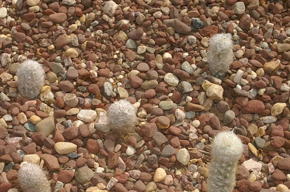 Old Man Of The Andes (Oreocereus Celsianus) — Remember to handle with care, as the spines, though beautiful, can be quite sharp