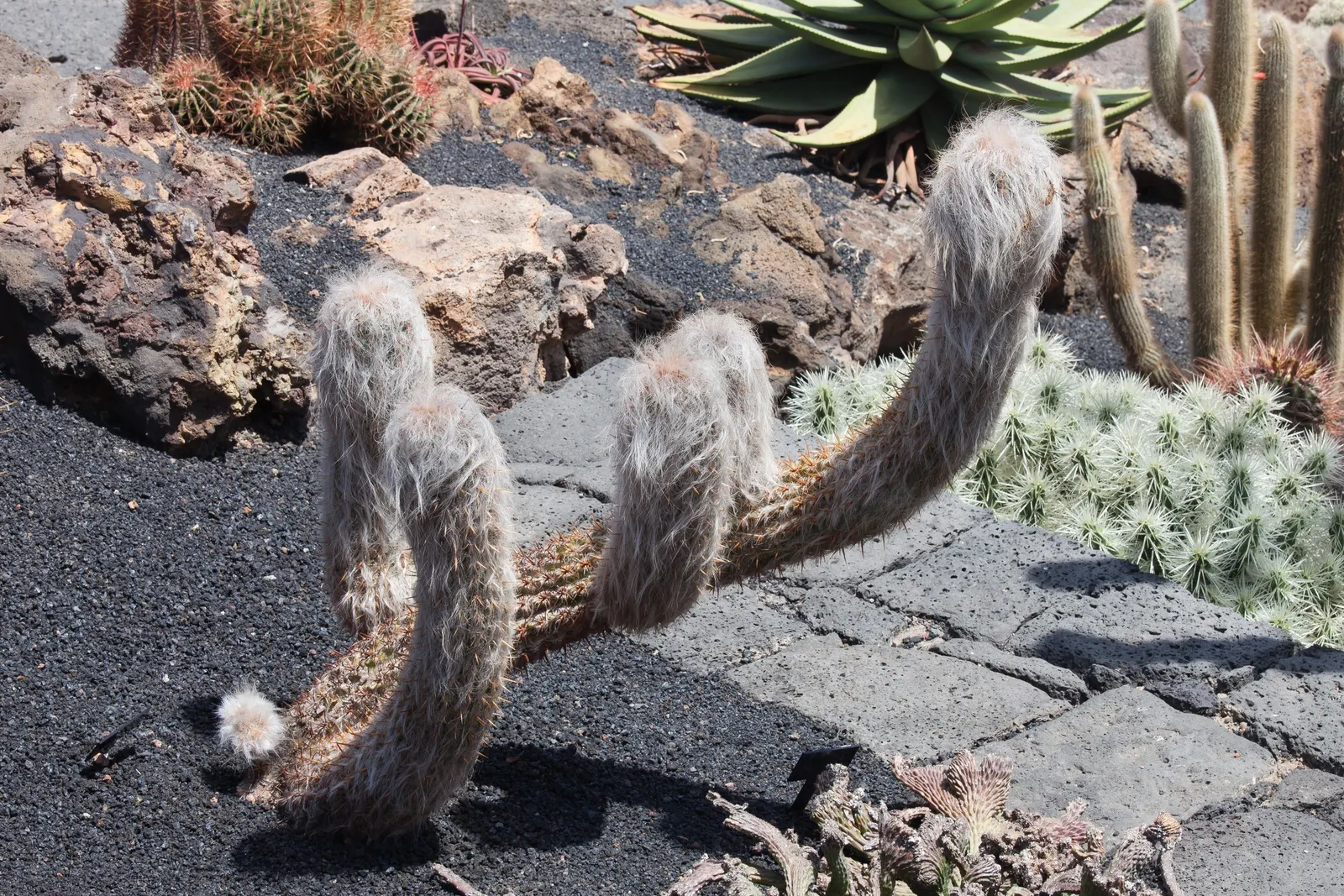 Old Man Of The Andes (Oreocereus Celsianus) — spacing is important to consider; is a columnar cactus native to the high Andes of Bolivia