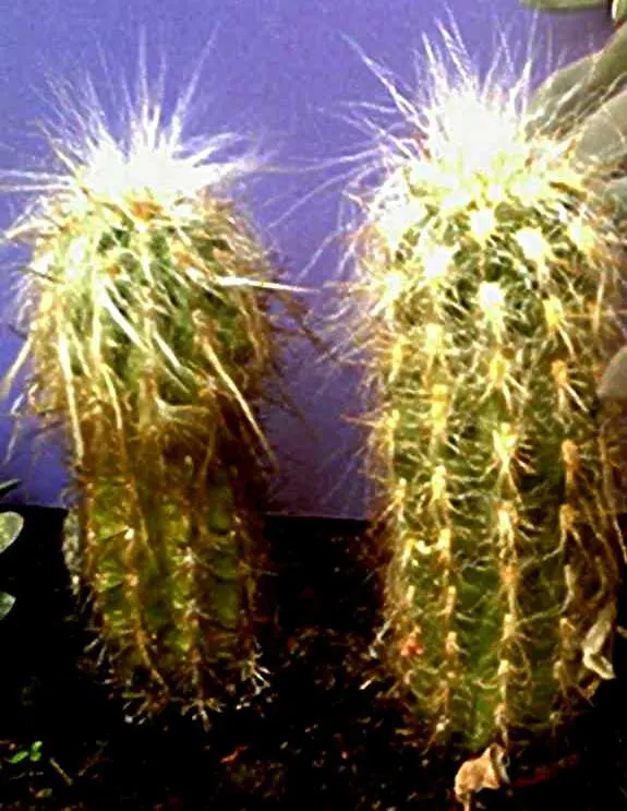 Old Man Of The Andes (Oreocereus Celsianus) — making it suitable for USDA zones 7b to 11