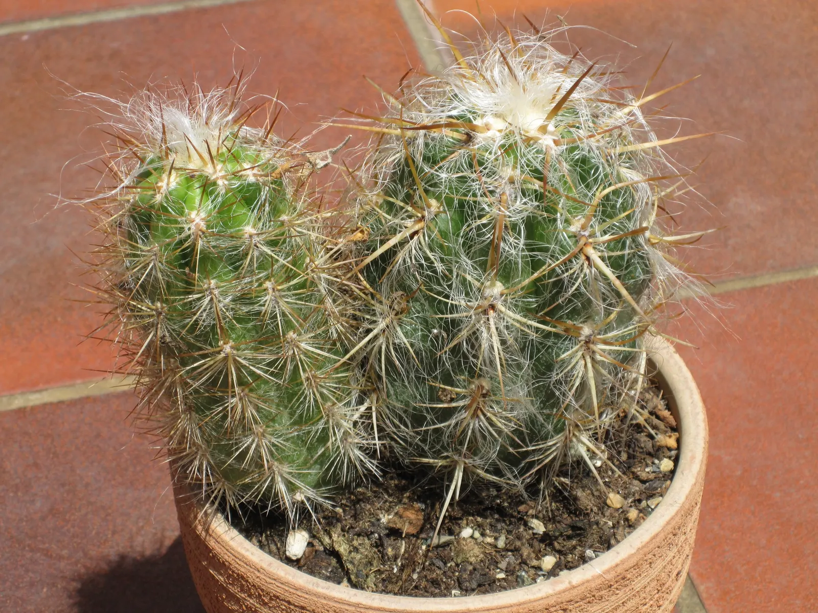 Old Man Of The Andes (Oreocereus Celsianus) — preferring a well-draining soil mix akin to its native mountainous terrains