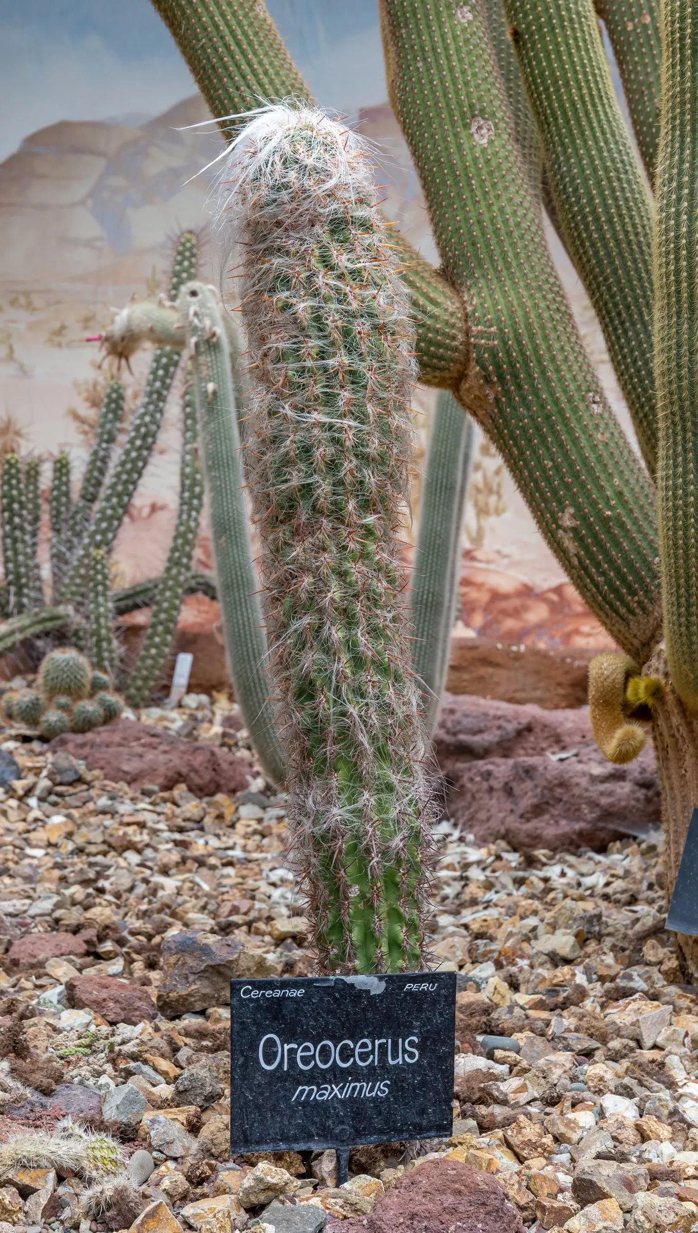 Old Man Of The Andes (Oreocereus Celsianus) — this cactus thrives in full sun and requires minimal water; making it suitable for USDA zones 7b to 11