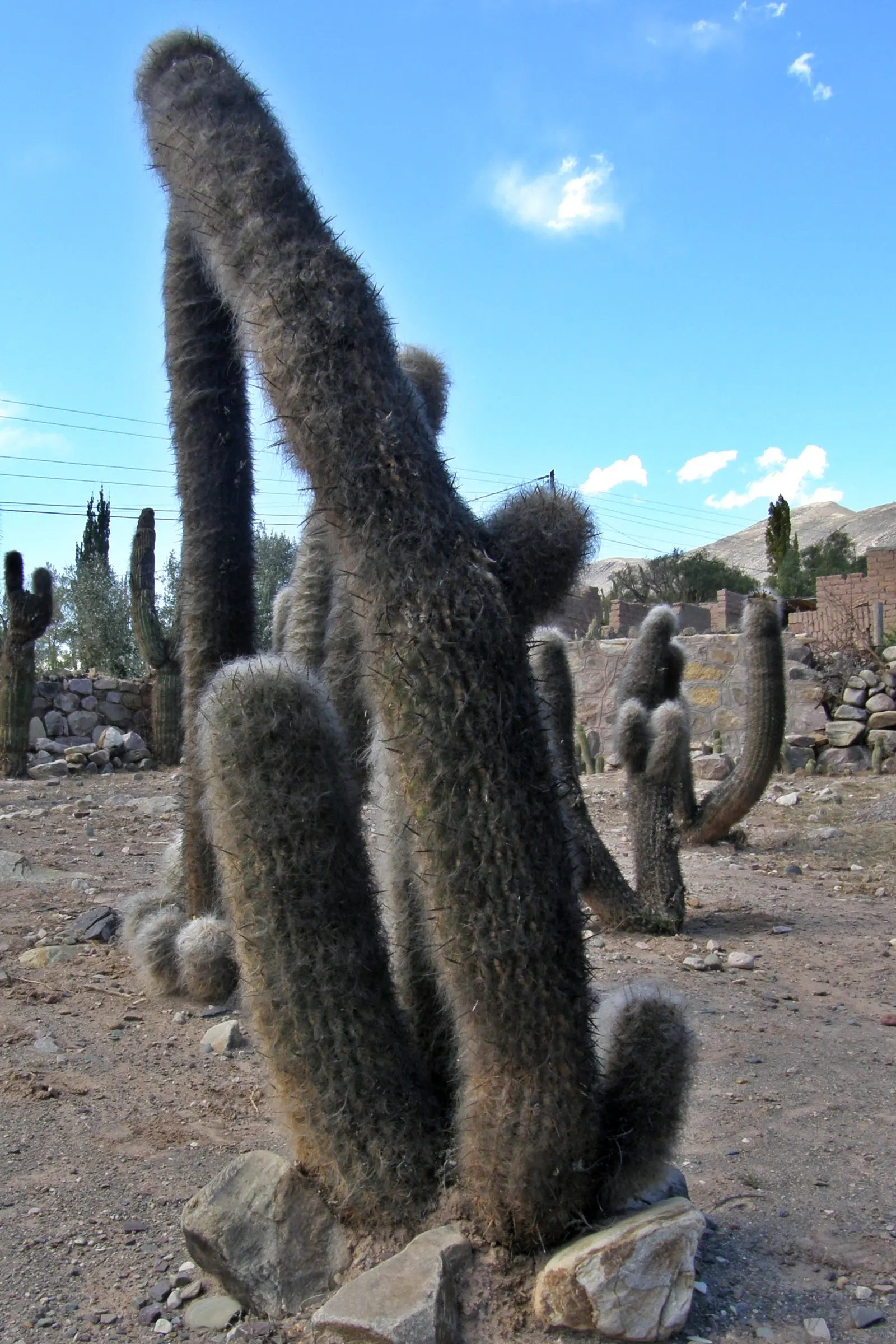 Old Man Of The Andes (Oreocereus Celsianus) — purple and red flowers in the garden; it is characterized by its slow-growing