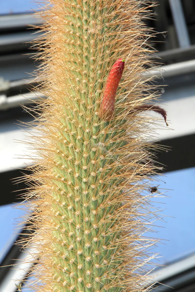 Old Man Of The Andes (Oreocereus Celsianus) — purple and red flowers in the garden