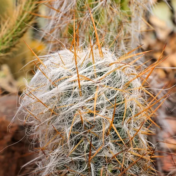 Old Man Of The Andes (Oreocereus Celsianus) — Oreocereus celsianus, known as Old Man of the Andes, is a slow-growing columnar cactus