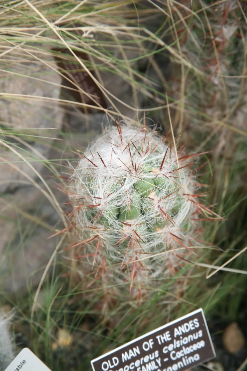 Old Man Of The Andes (Oreocereus Celsianus) — The Old Man of the Andes is hardy down to approximately 20 degrees Fahrenheit