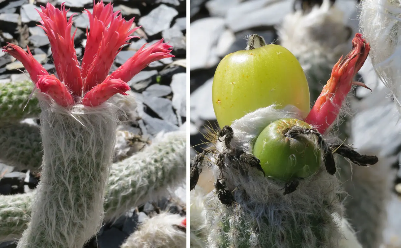 Old Man Of The Andes (Oreocereus Celsianus) — the Old Man of the Andes is an impressive