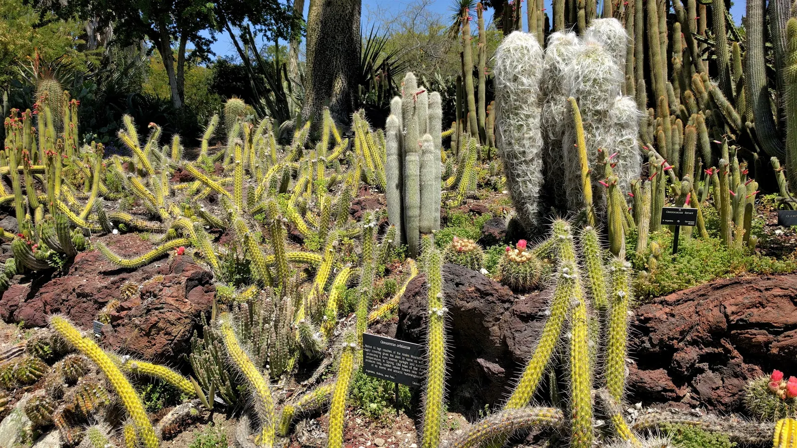 Old Man Of The Andes (Oreocereus Celsianus) — mature plants may produce red to purplish flowers near the crown