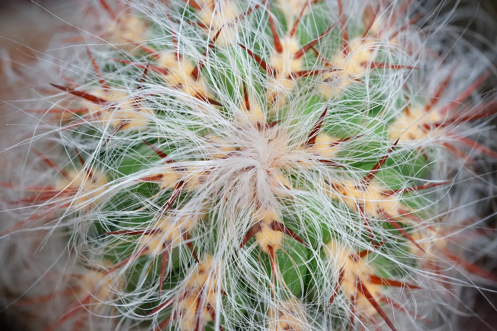 Old Man Of The Andes (Oreocereus Celsianus) — erect columns which can eventually reach heights of up to 10 feet