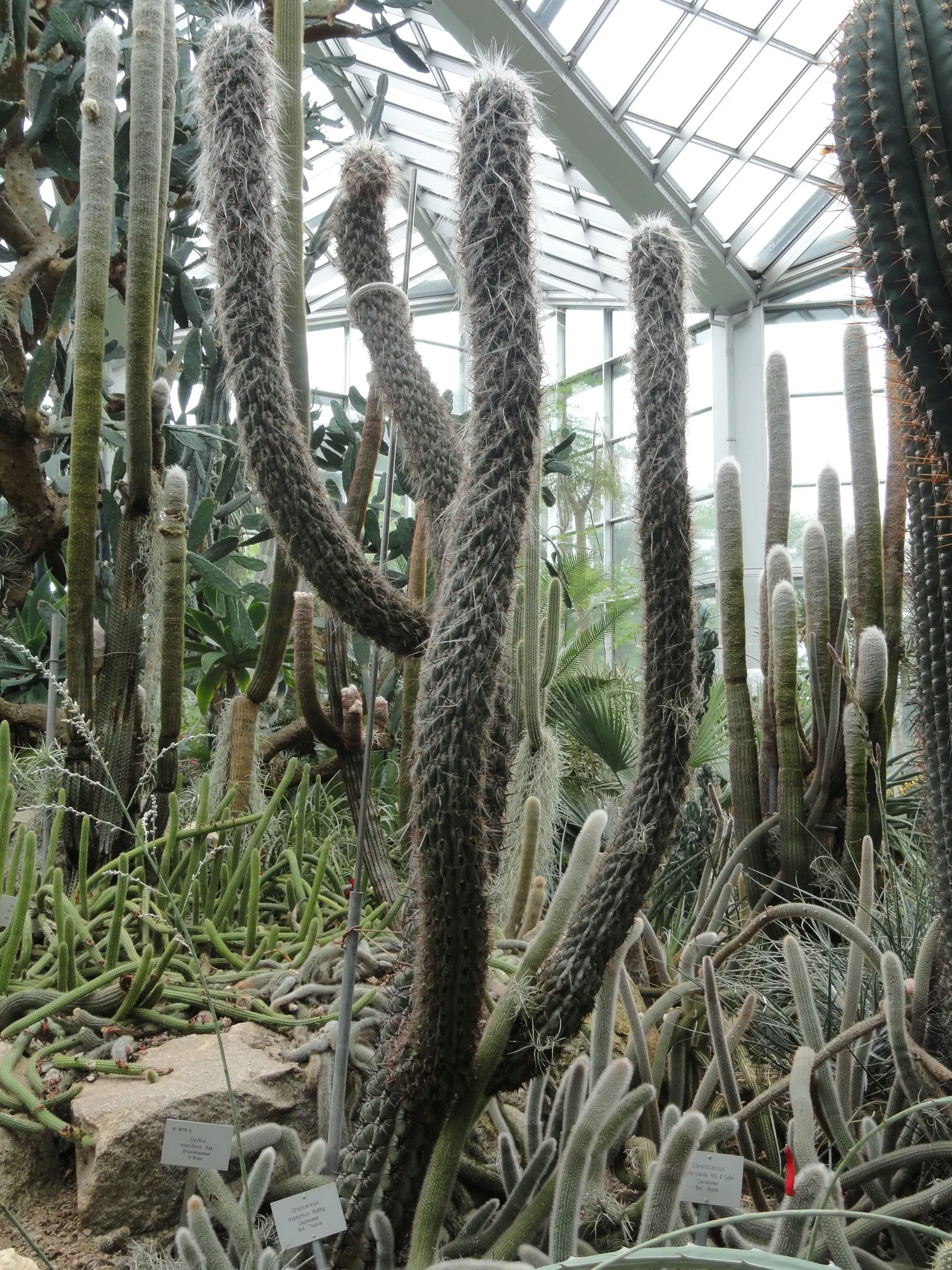 Old Man Of The Andes (Oreocereus Celsianus) — this cactus thrives in full sun and requires minimal water