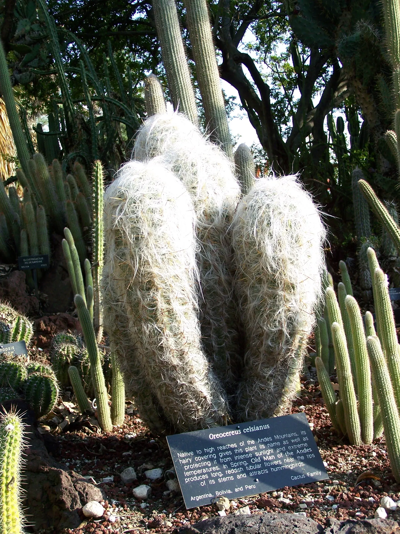 Old Man Of The Andes (Oreocereus Celsianus) — scientifically known as Oreocereus celsianus