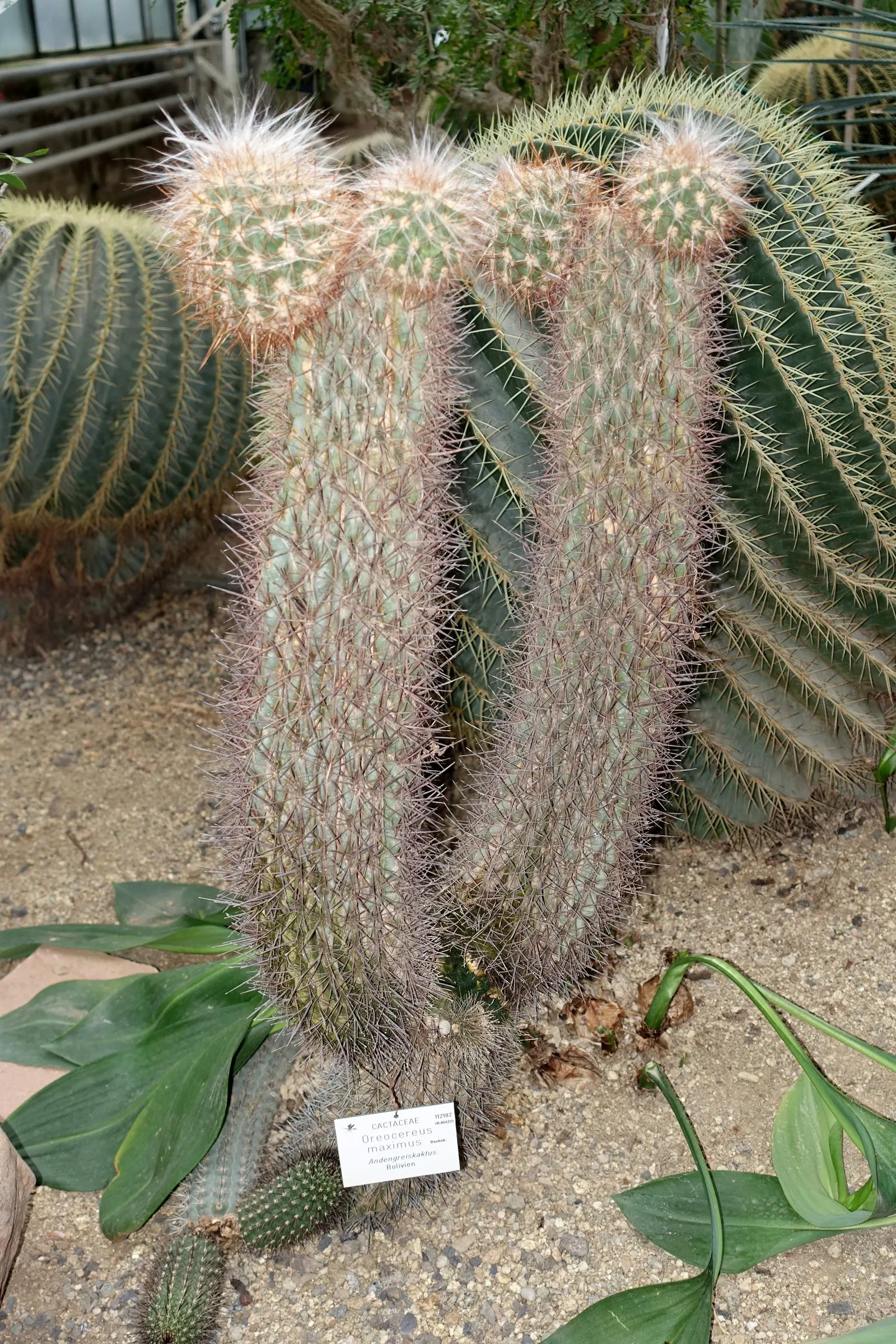 Old Man Of The Andes (Oreocereus Celsianus) — low-maintenance choice for creating a focal point in a drought-tolerant garden design; it features dense, white