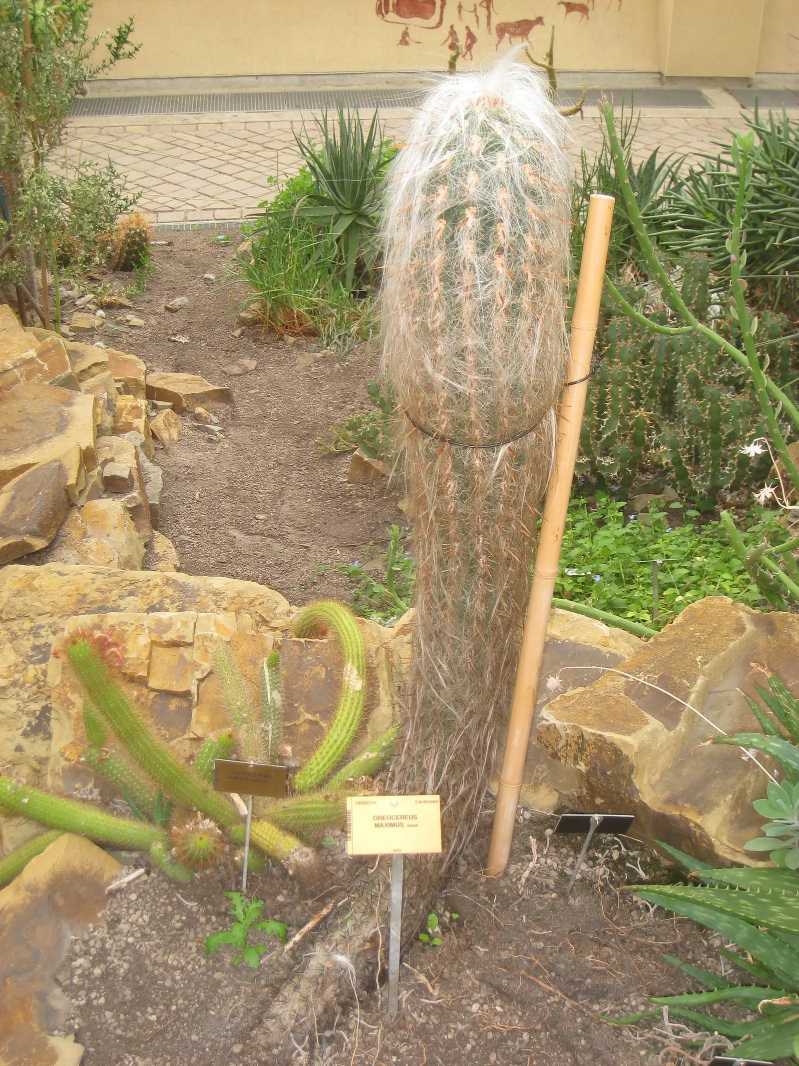 Old Man Of The Andes (Oreocereus Celsianus) — Remember to handle with care, as the spines, though beautiful, can be quite sharp; this cactus thrives in full