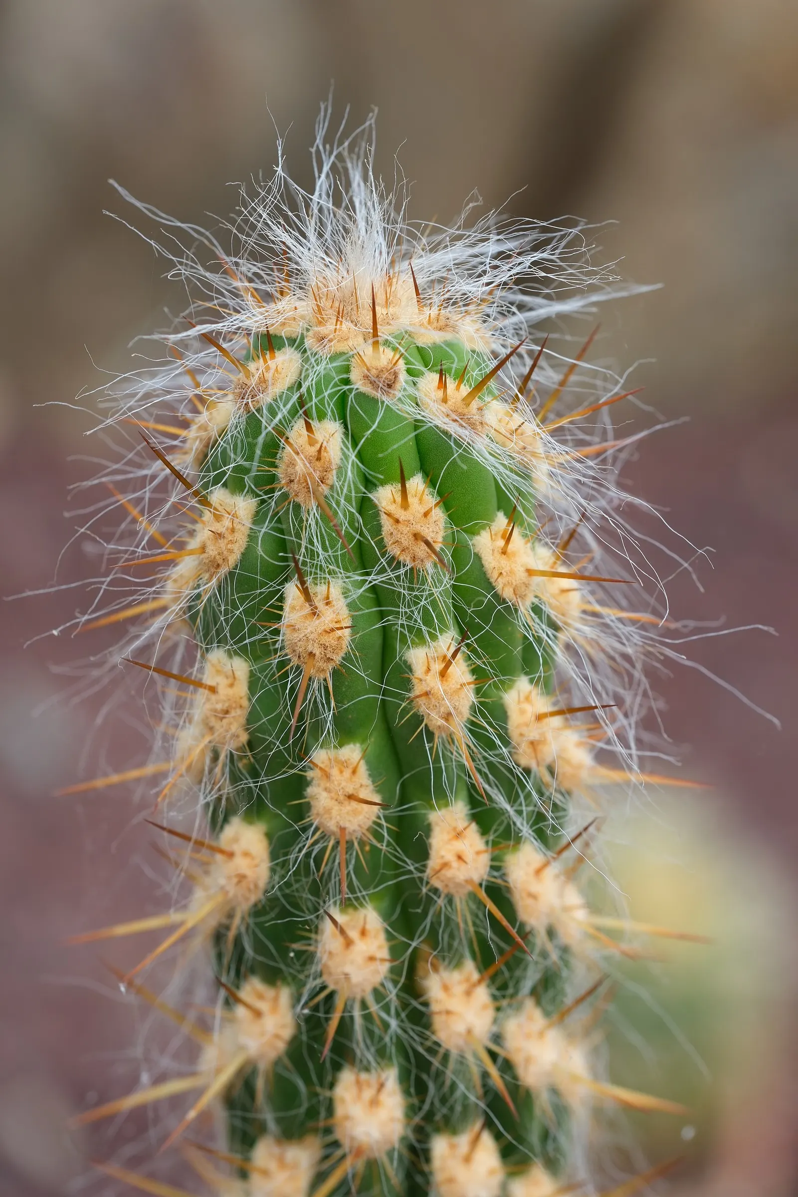 Old Man Of The Andes (Oreocereus Celsianus) — These vertical ribs are adorned with areoles from which emerge dense