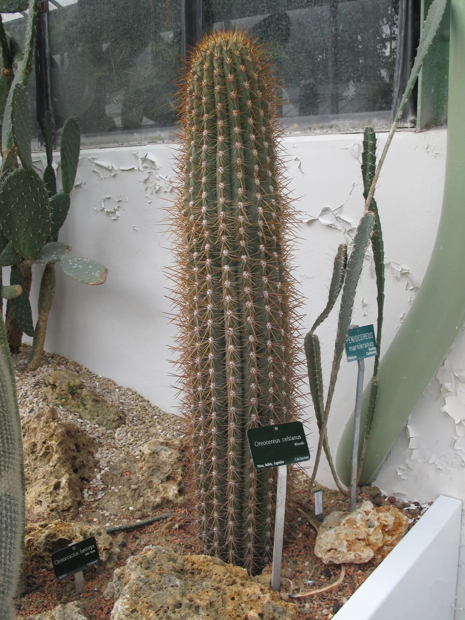 Old Man Of The Andes (Oreocereus Celsianus) — In spring to early summer