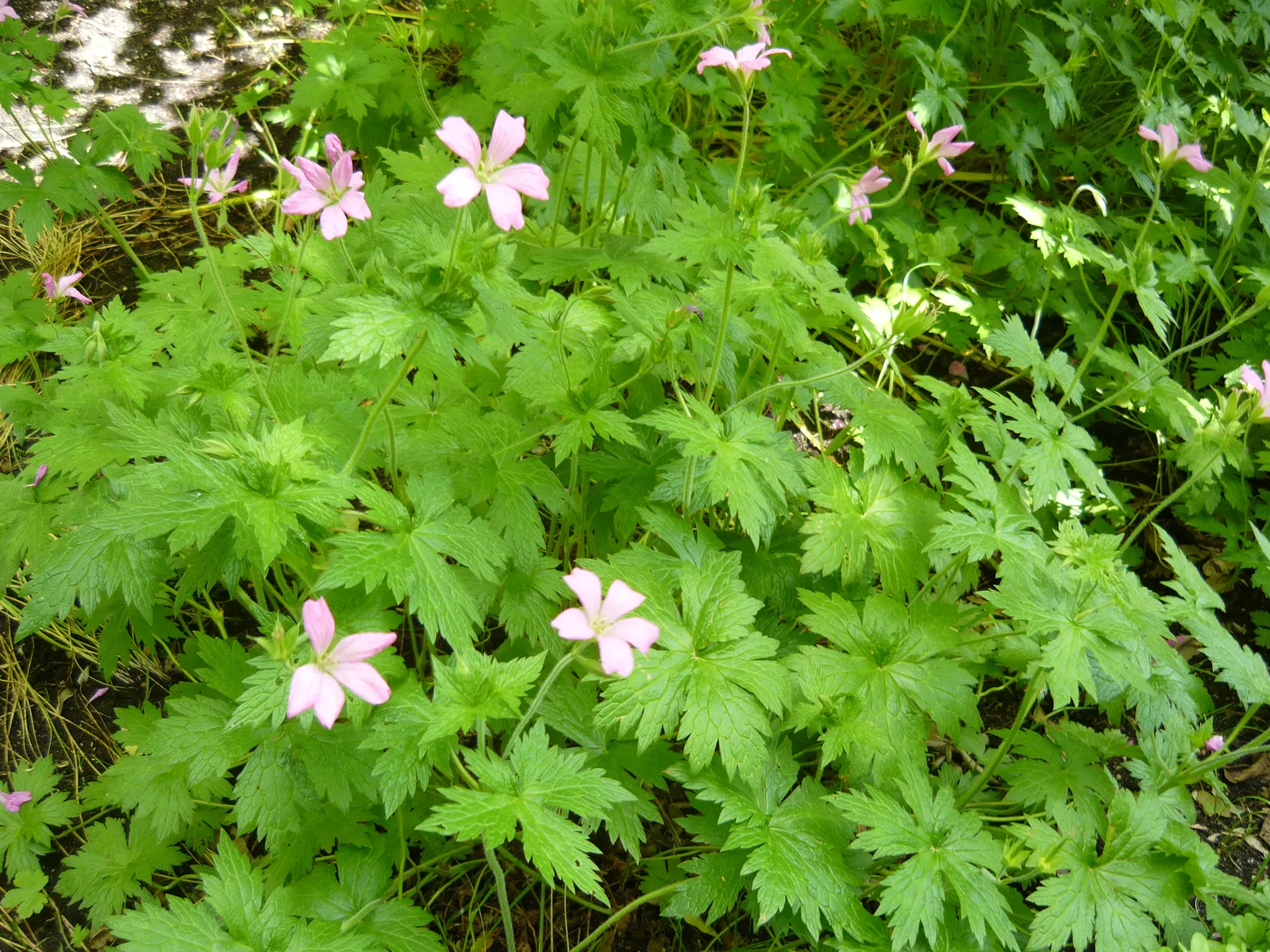 Endress' Cranesbill (Geranium Endressii) — although it is quite adaptable to various soil types; it thrives in full sun to partial shade, requiring at least 4
