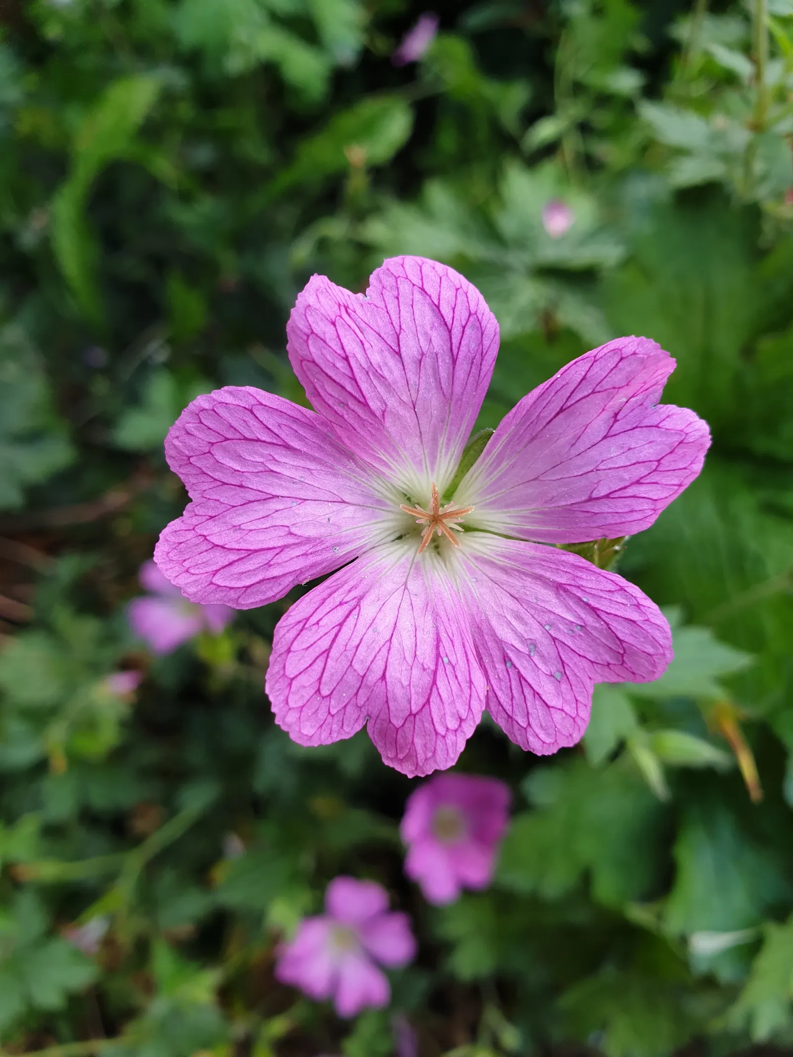 Endress' Cranesbill (Geranium Endressii) — making it an excellent choice for mid-border plantings or as groundcover