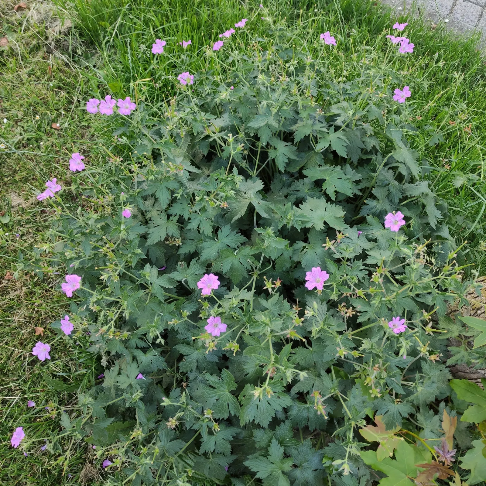 Endress' Cranesbill (Geranium Endressii) — is a perennial plant that brings a burst of color and texture to any garden setting