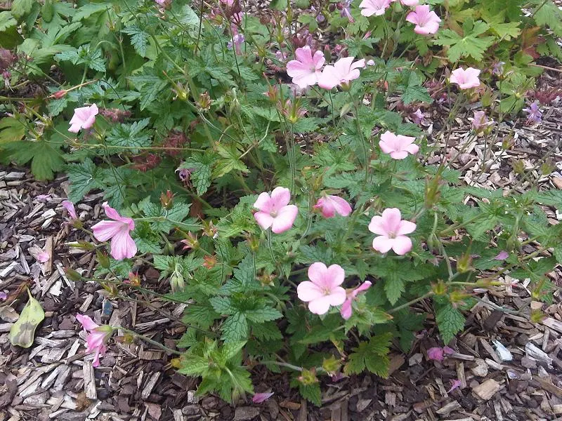 Endress' Cranesbill (Geranium Endressii) — pink flowers which feature delicate veining and can reach a diameter of up to 1.5 inches