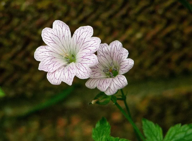 Endress' Cranesbill (Geranium Endressii) — Geranium endressii is a versatile choice for both novice and advanced gardeners alike; offering lush foliage and