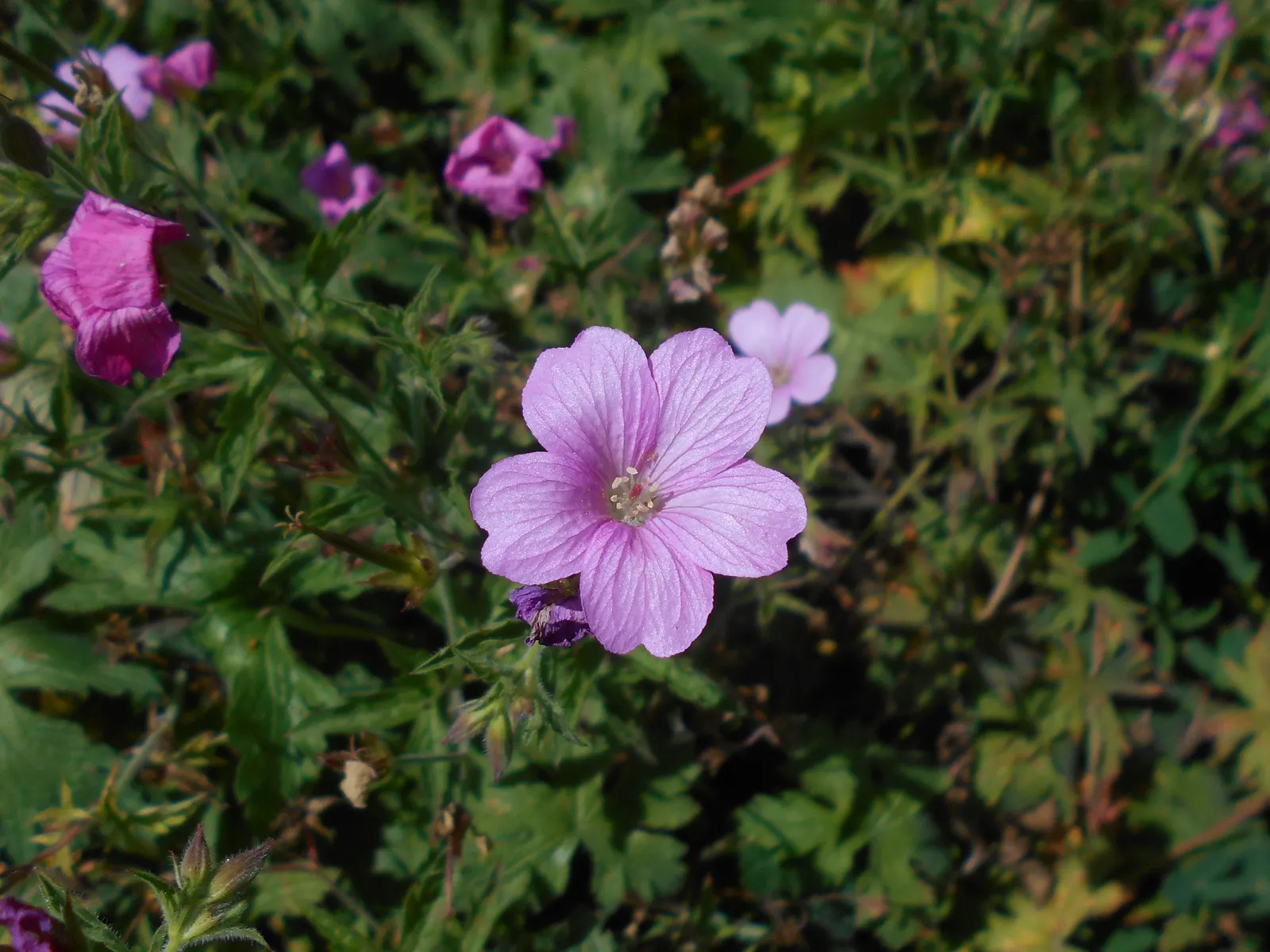 Endress' Cranesbill (Geranium Endressii) — For optimal growth and flowering