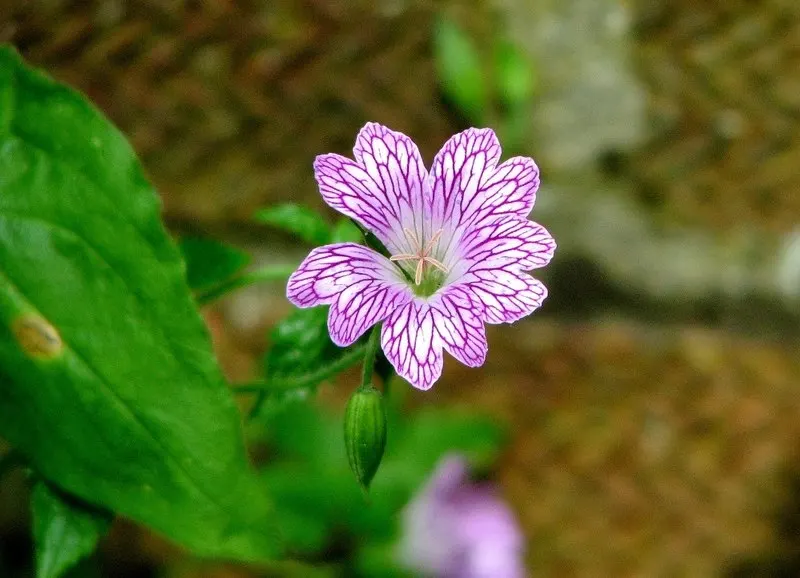 Endress' Cranesbill (Geranium Endressii) — pink flowers in the garden; commonly known as Endress' Cranesbill