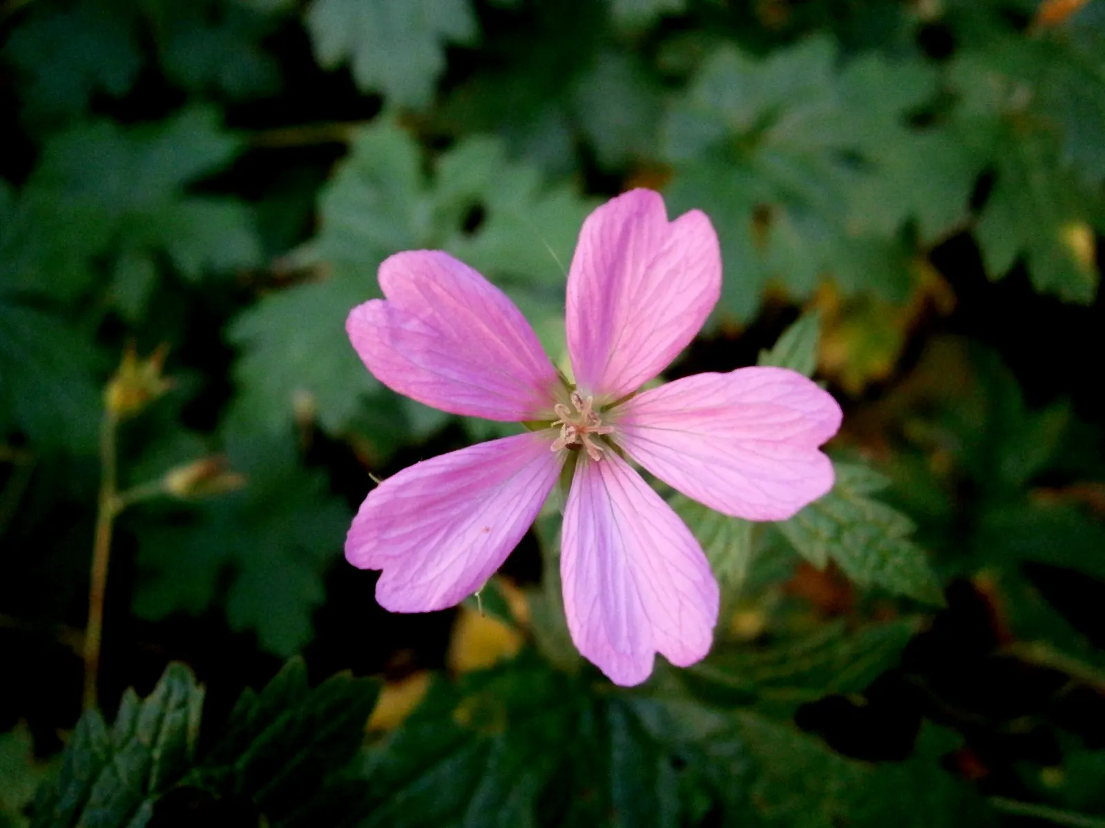 Endress' Cranesbill (Geranium Endressii) — providing continuous blooms from late spring to early fall