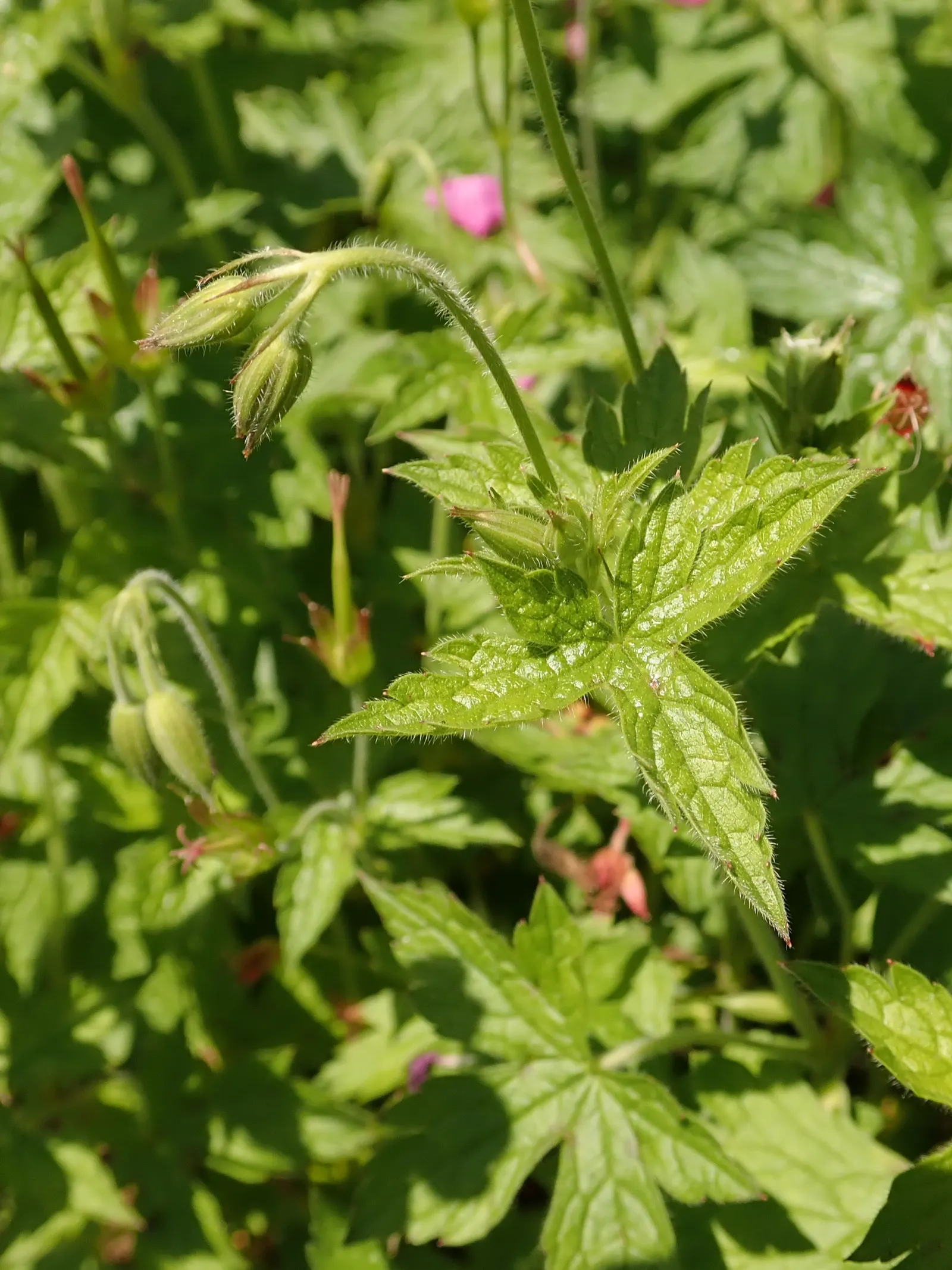 Endress' Cranesbill (Geranium Endressii) — Geranium endressii is a versatile choice for both novice and advanced gardeners alike