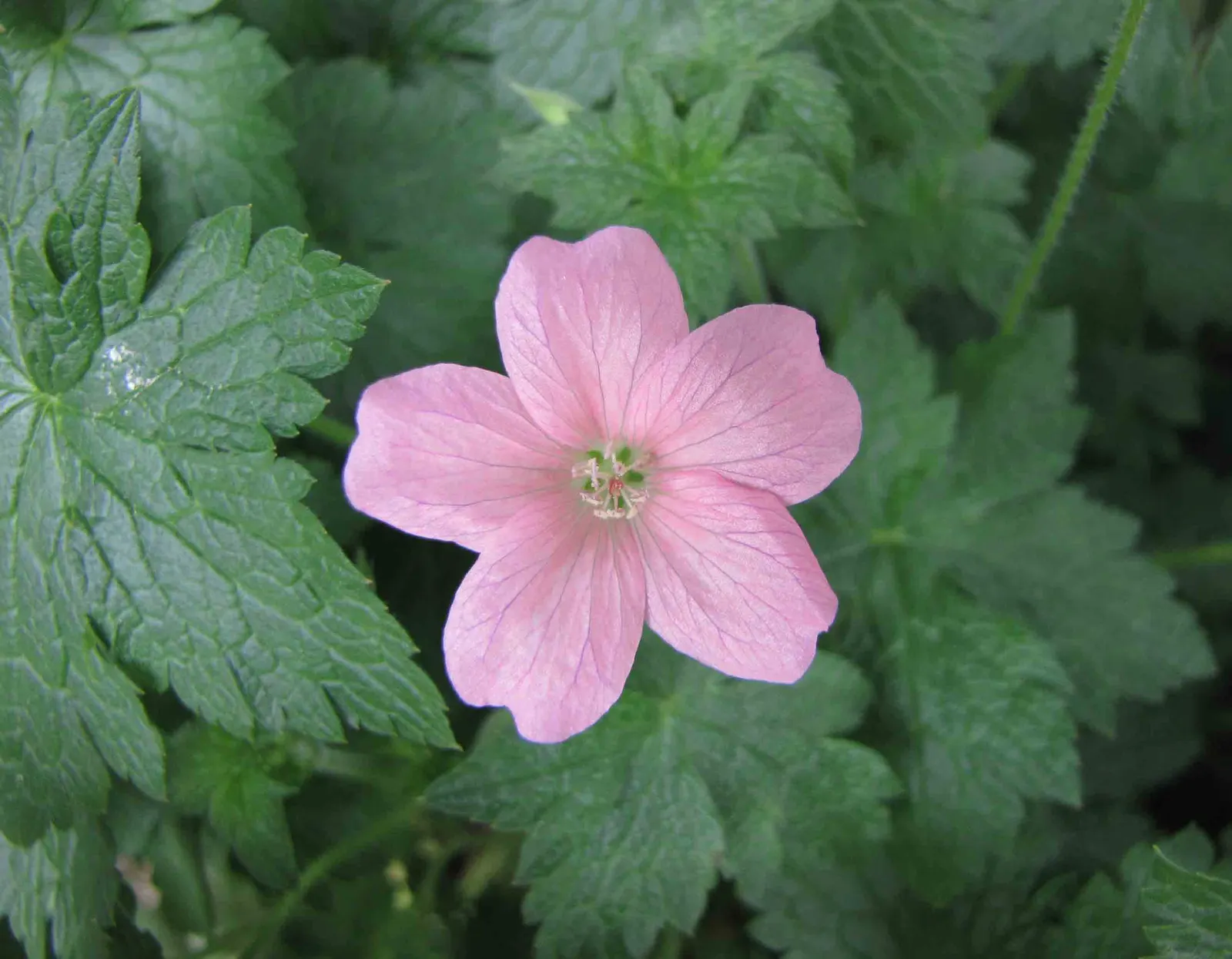Endress' Cranesbill (Geranium Endressii) — commonly known as Endress' Cranesbill; deer-resistant, it attracts pollinators, adding vibrancy to any garden