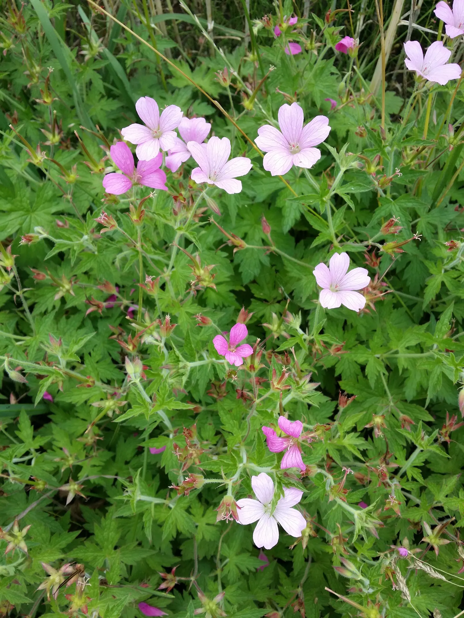 Endress' Cranesbill (Geranium Endressii) — adequate spacing of about 12 to 18 inches is necessary to allow airflow and reduce the risk of disease