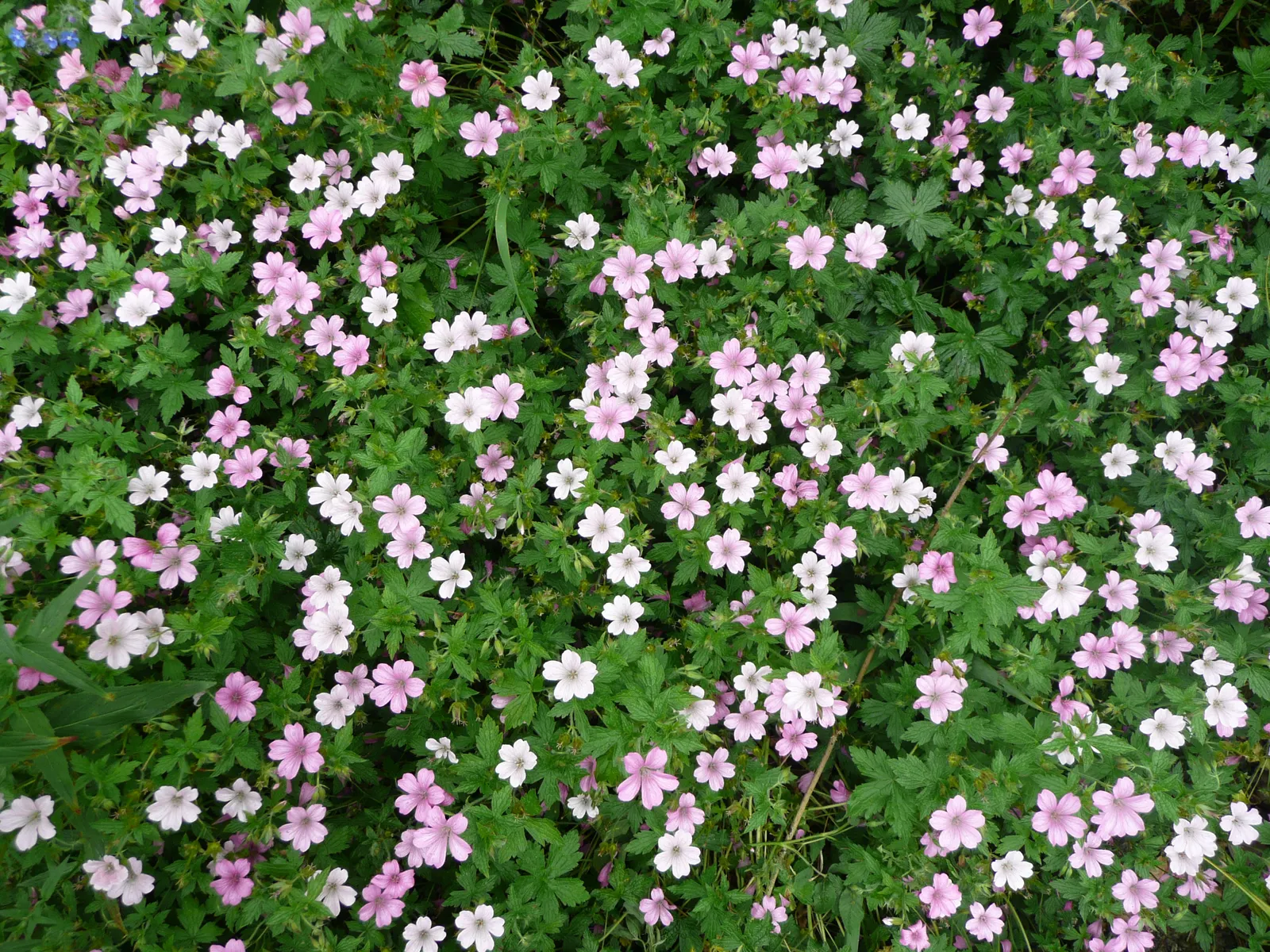 Endress' Cranesbill (Geranium Endressii) — ground cover / perennial for full or half; geranium endressii is a versatile choice for both novice and advanced
