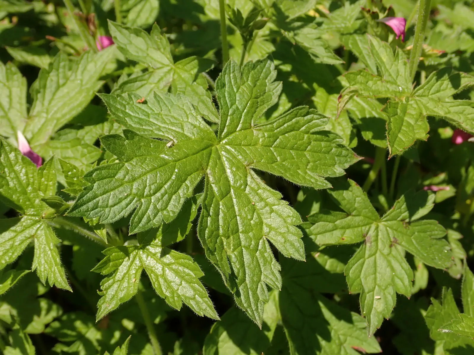 Endress' Cranesbill (Geranium Endressii) — Requires well-drained soil; drought-tolerant once established; blooming prolifically from early summer to mid-fall