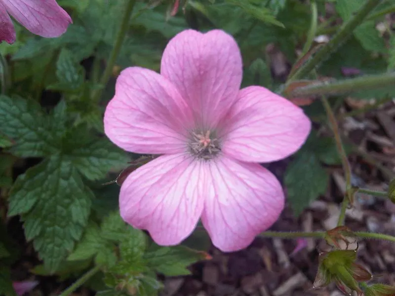 Endress' Cranesbill (Geranium Endressii) — Endress' Cranesbill ensures a long-lasting display of color