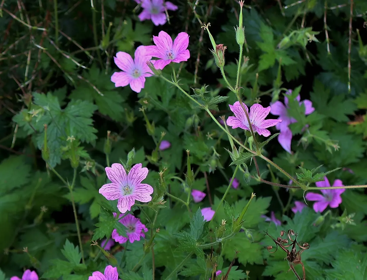 Endress' Cranesbill (Geranium Endressii) — ground cover / perennial with pink blooms; its mound-forming habit is accompanied by deeply cut