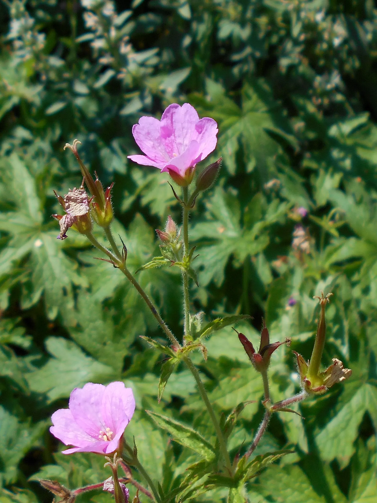 Endress' Cranesbill (Geranium Endressii) — With its ease of care and charming appearance