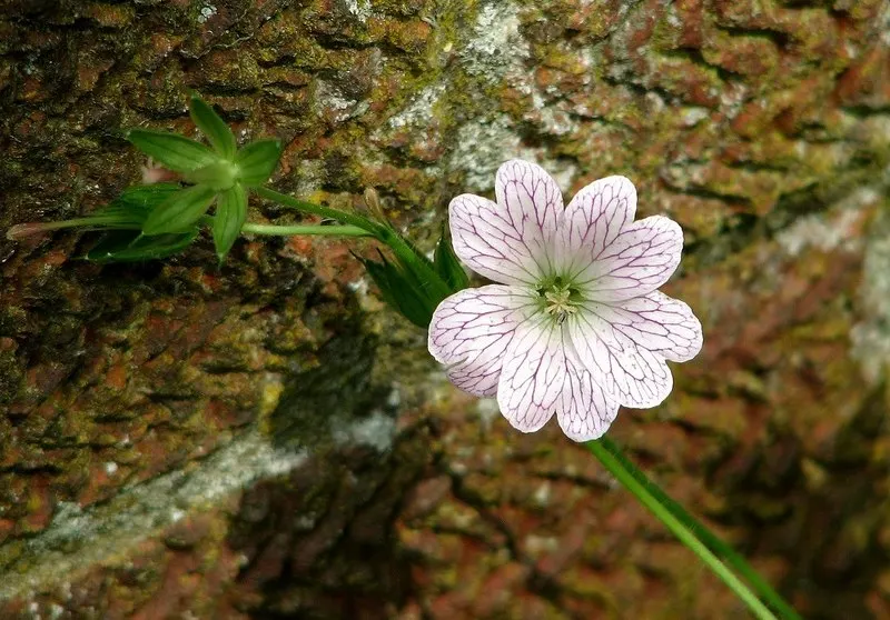 Endress' Cranesbill (Geranium Endressii) — Requires well-drained soil; drought-tolerant once established