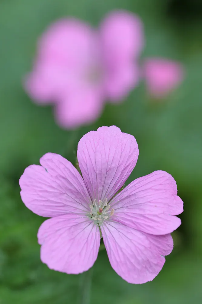 Endress' Cranesbill (Geranium Endressii) — For optimal growth and flowering; deadhead to enhance flowering and prevent self-seeding