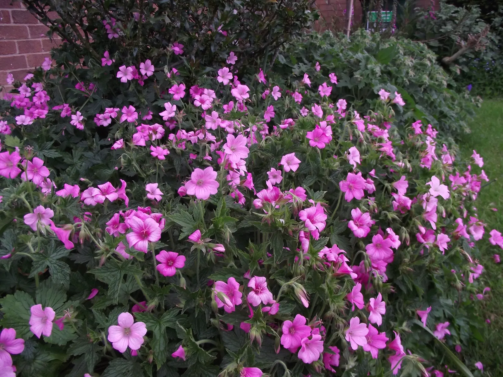 Endress' Cranesbill (Geranium Endressii) — Its mound-forming habit is accompanied by deeply cut